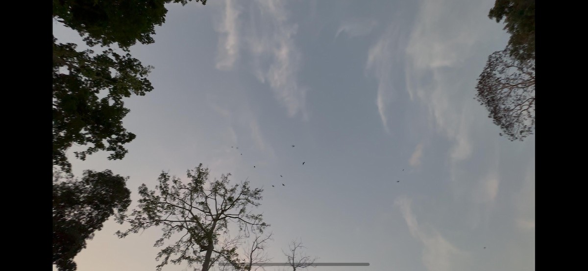 Дорнын эрдэнийн шувуу - ML632641951