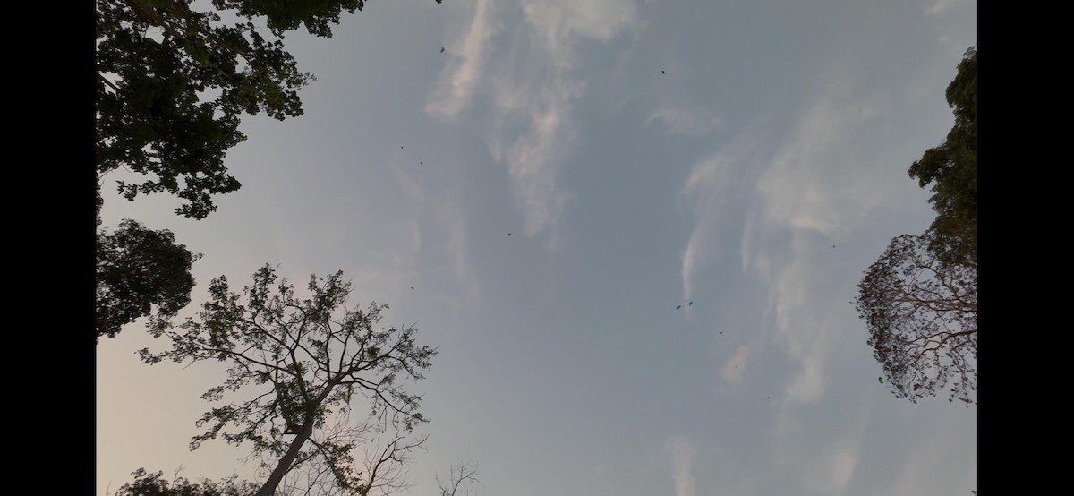 Дорнын эрдэнийн шувуу - ML632641952