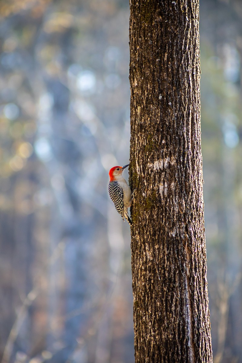 Red-bellied Woodpecker - ML632641955