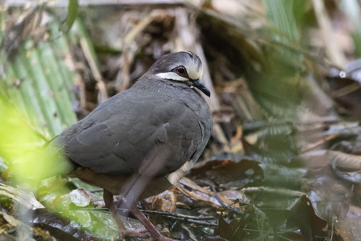 Olive-backed Quail-Dove - ML632641958