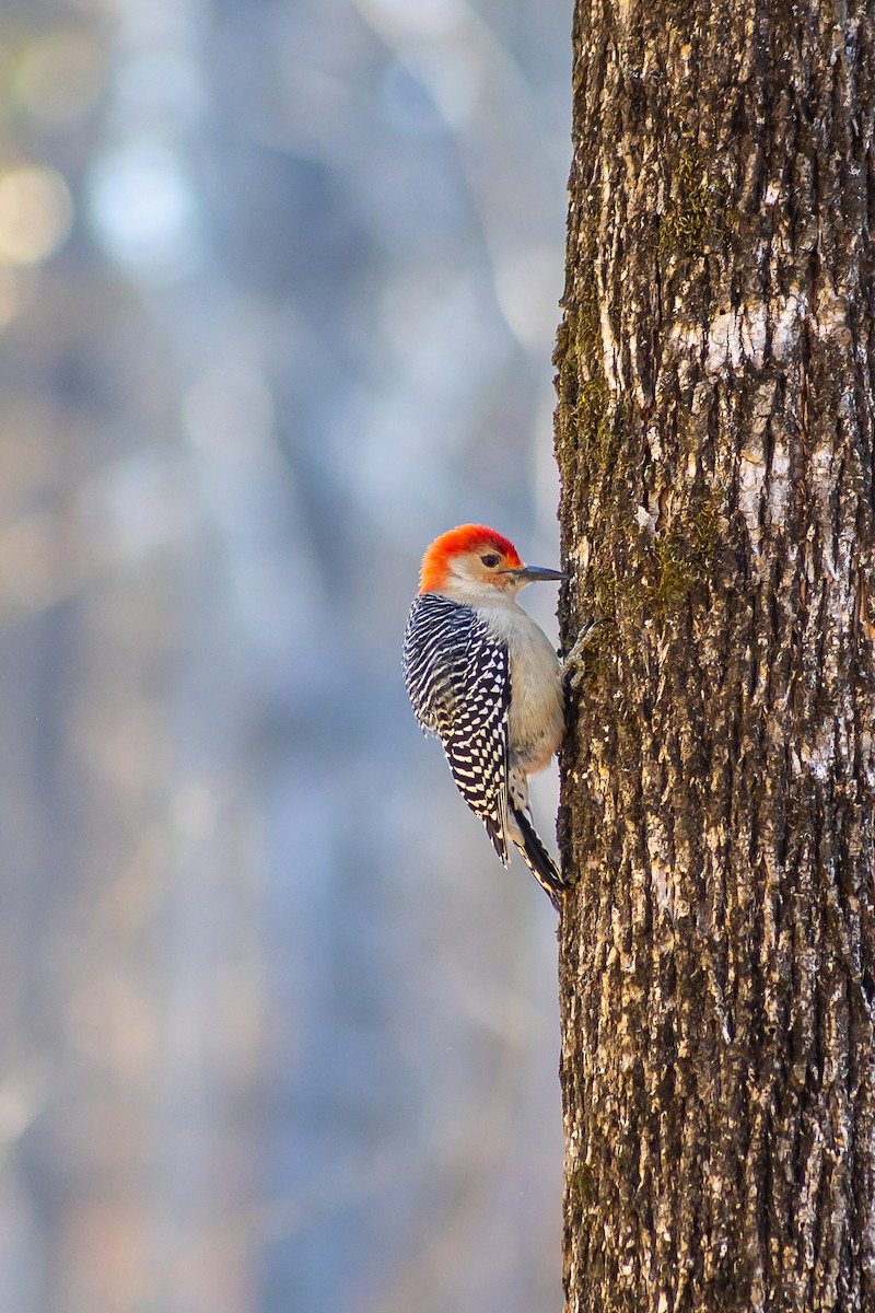 Red-bellied Woodpecker - ML632641965
