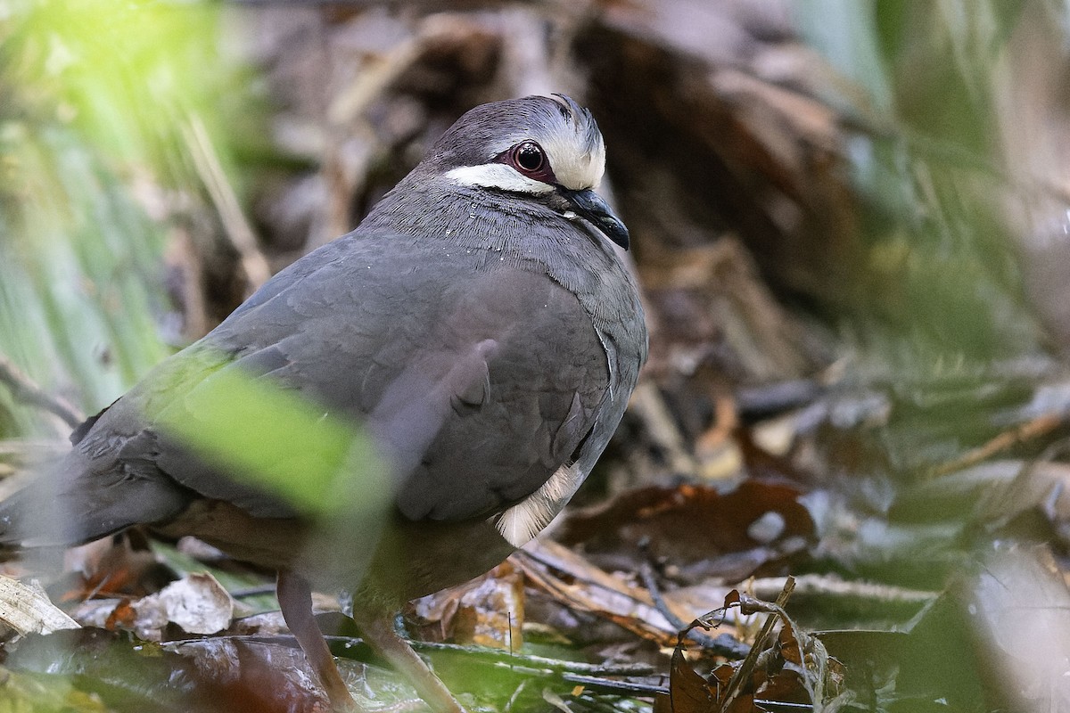Olive-backed Quail-Dove - ML632641966