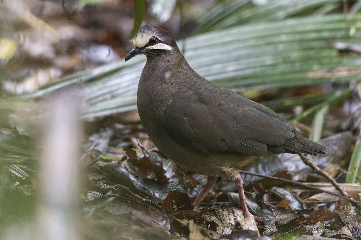 Olive-backed Quail-Dove - ML632641967