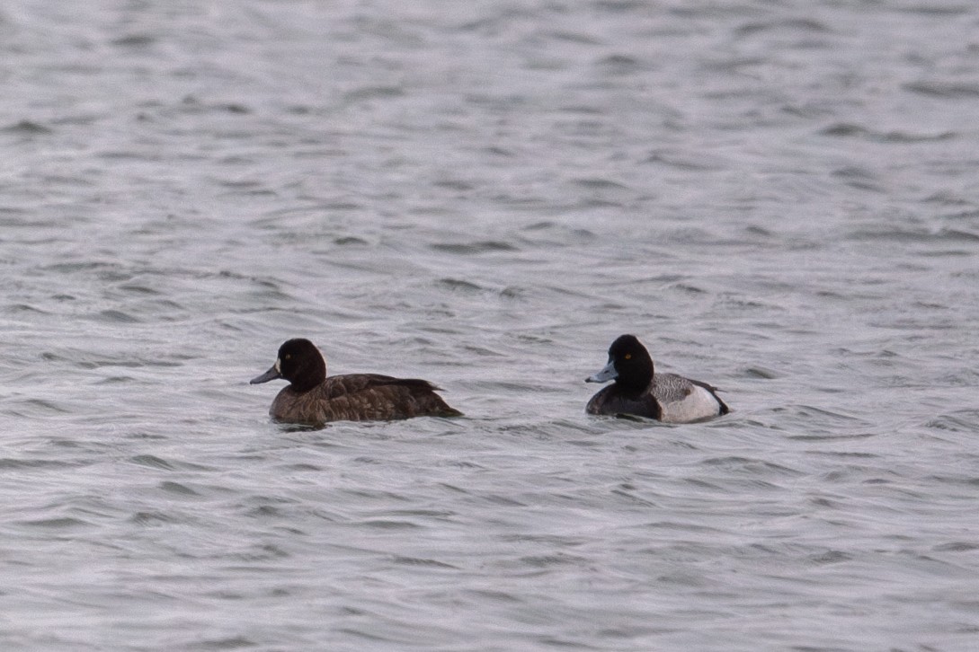 Lesser Scaup - ML632642018