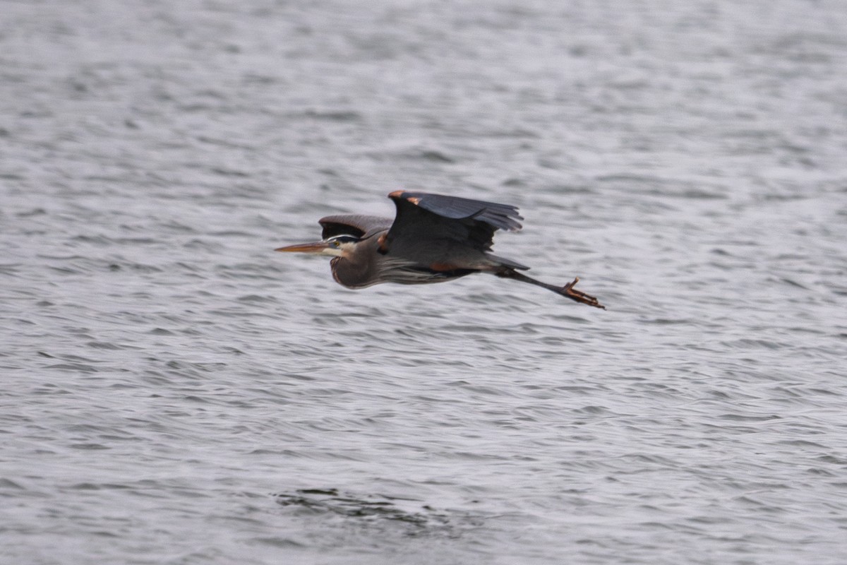 Great Blue Heron - ML632642060