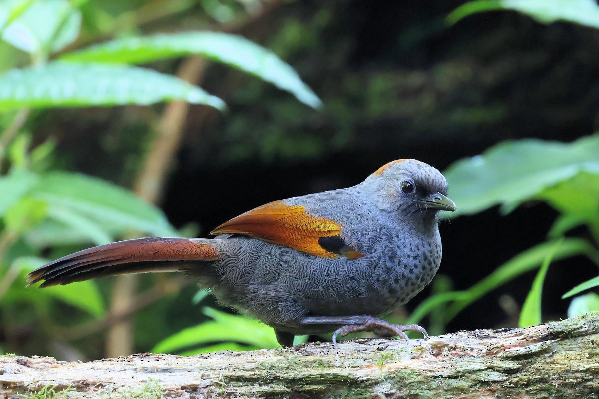 Golden-winged Laughingthrush - ML632642093