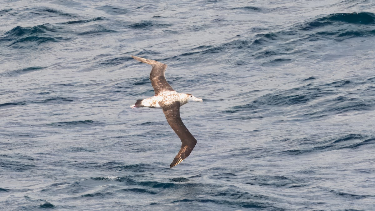 Antipodean Albatross (New Zealand) - ML632642143
