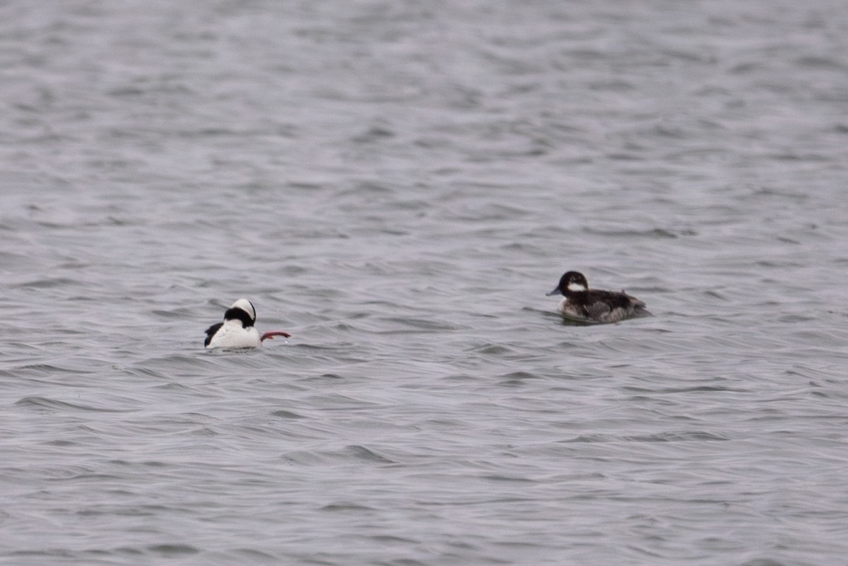 Bufflehead - ML632642219