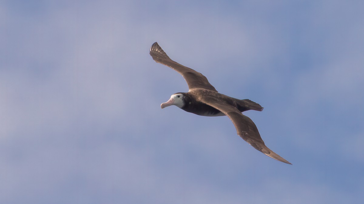 Antipodean Albatross (New Zealand) - ML632642654