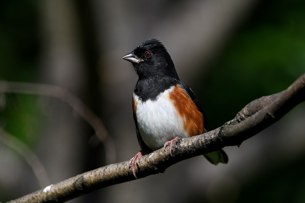Eastern Towhee - ML632642728