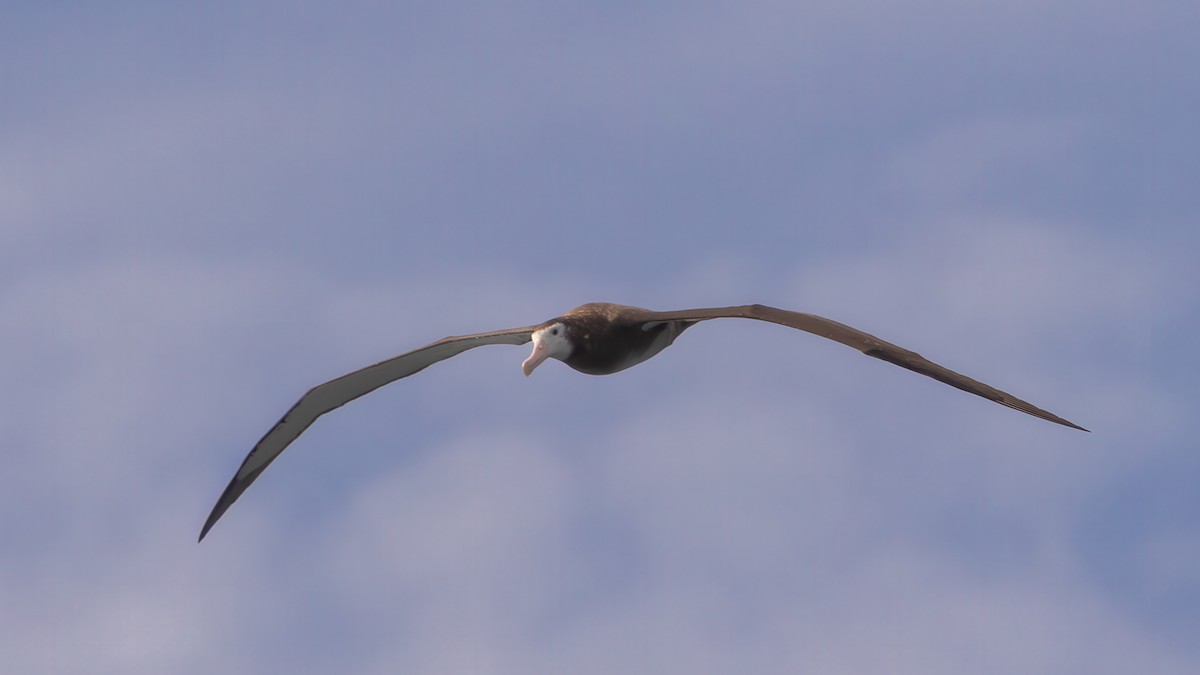 Antipodean Albatross (New Zealand) - ML632642730