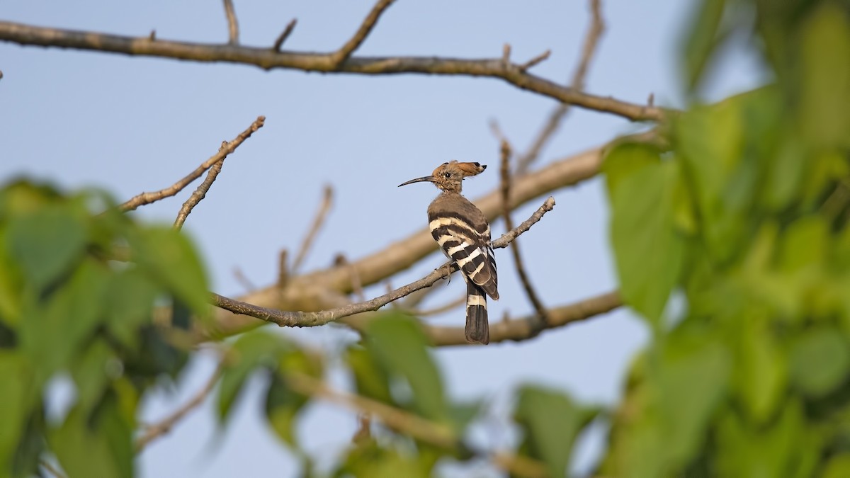 Eurasian Hoopoe - ML632642872