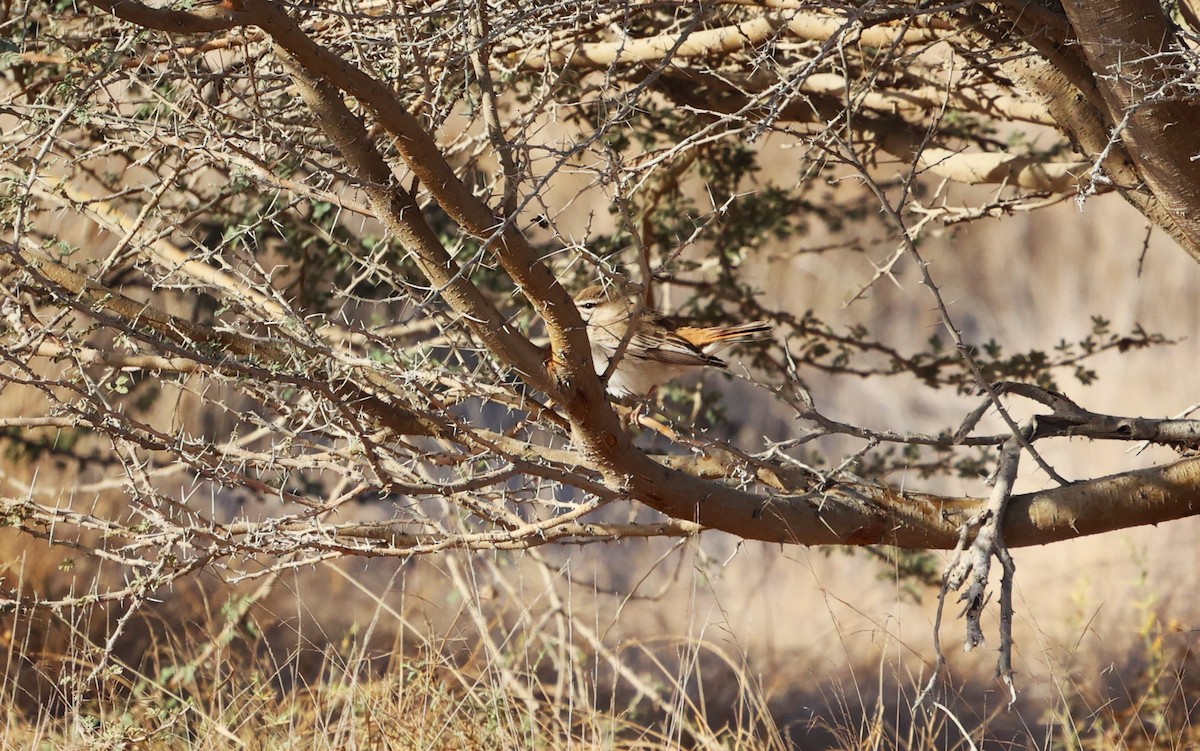Rufous-tailed Scrub-Robin - ML632642898