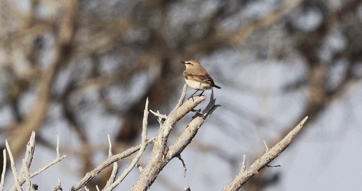 Desert Wheatear - ML632642899