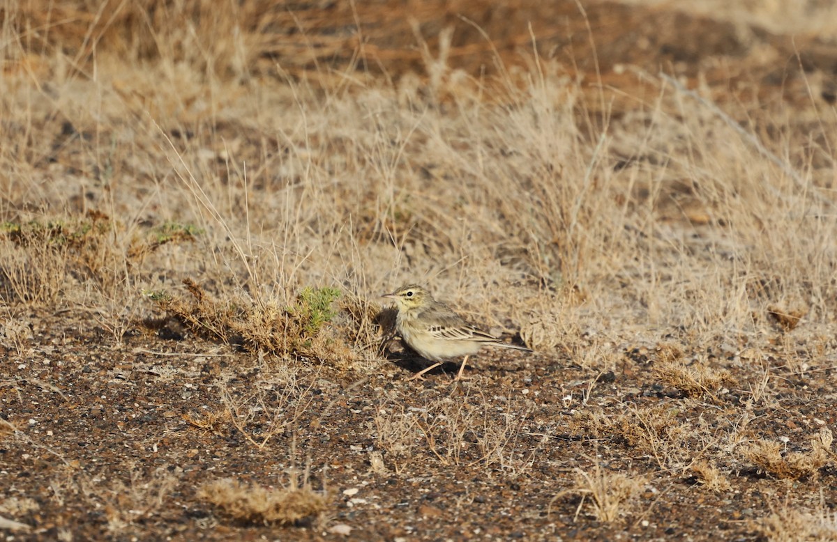 Tawny Pipit - ML632642900
