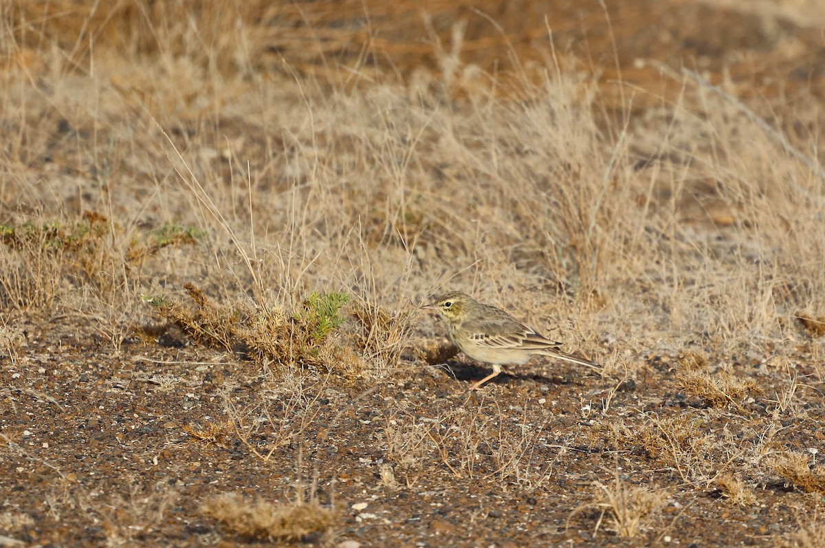 Tawny Pipit - ML632642901