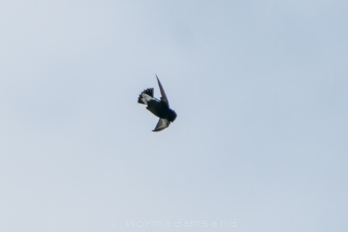 Silver-backed Needletail - ML632642907
