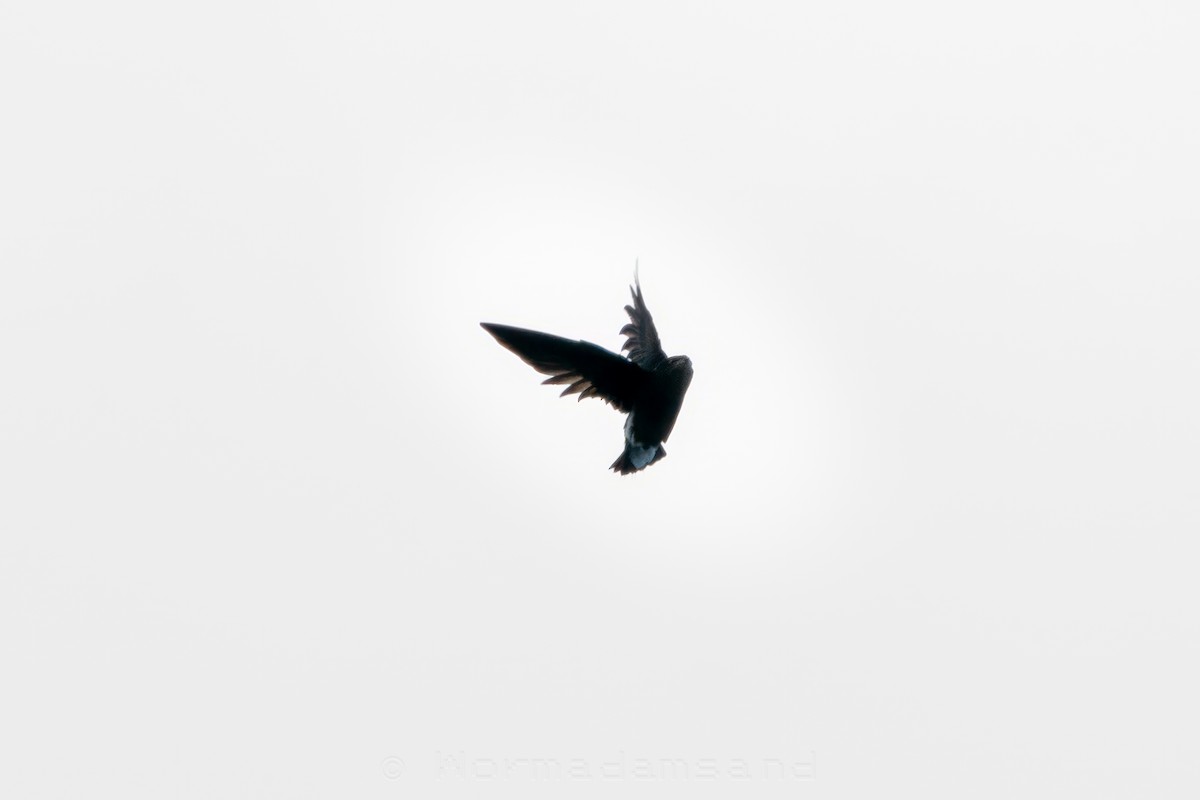 Silver-backed Needletail - ML632642908