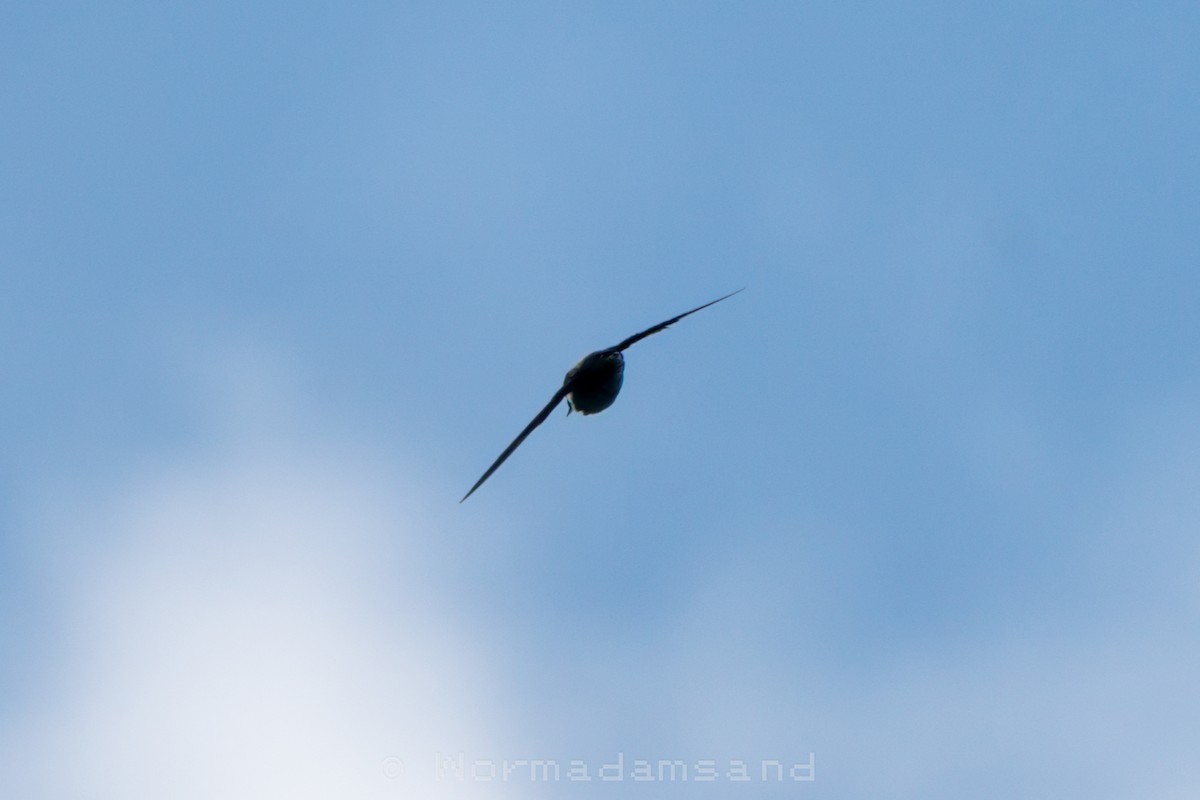 Silver-backed Needletail - ML632642909