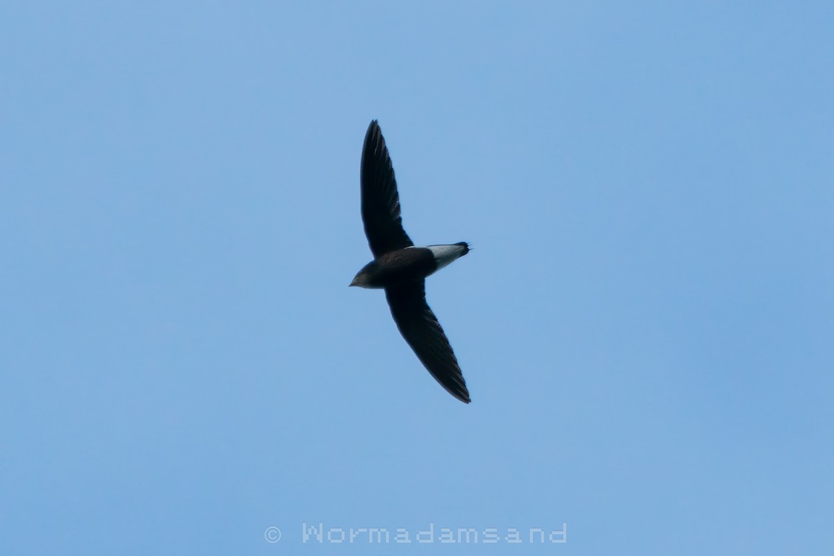 Silver-backed Needletail - ML632642910