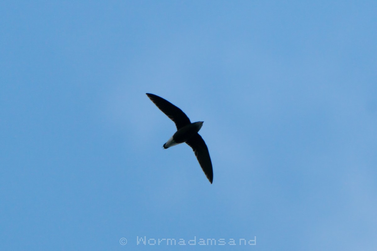 Silver-backed Needletail - ML632642911