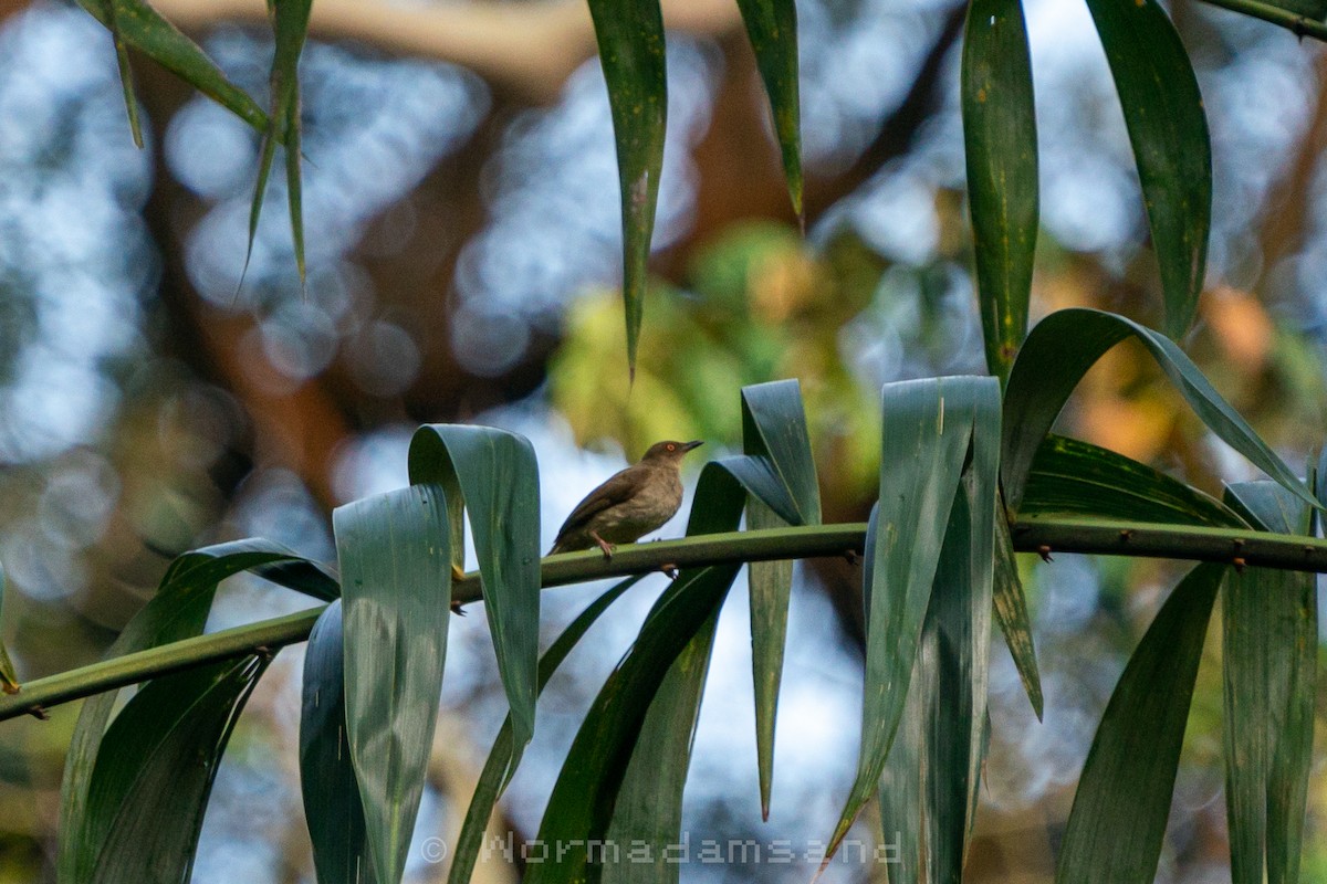 Red-eyed Bulbul - ML632642913