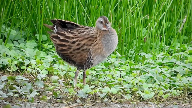 東亞秧雞 - ML632642927