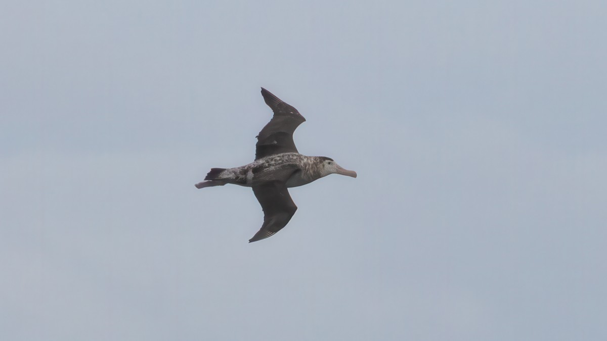 Antipodean Albatross (New Zealand) - ML632642928