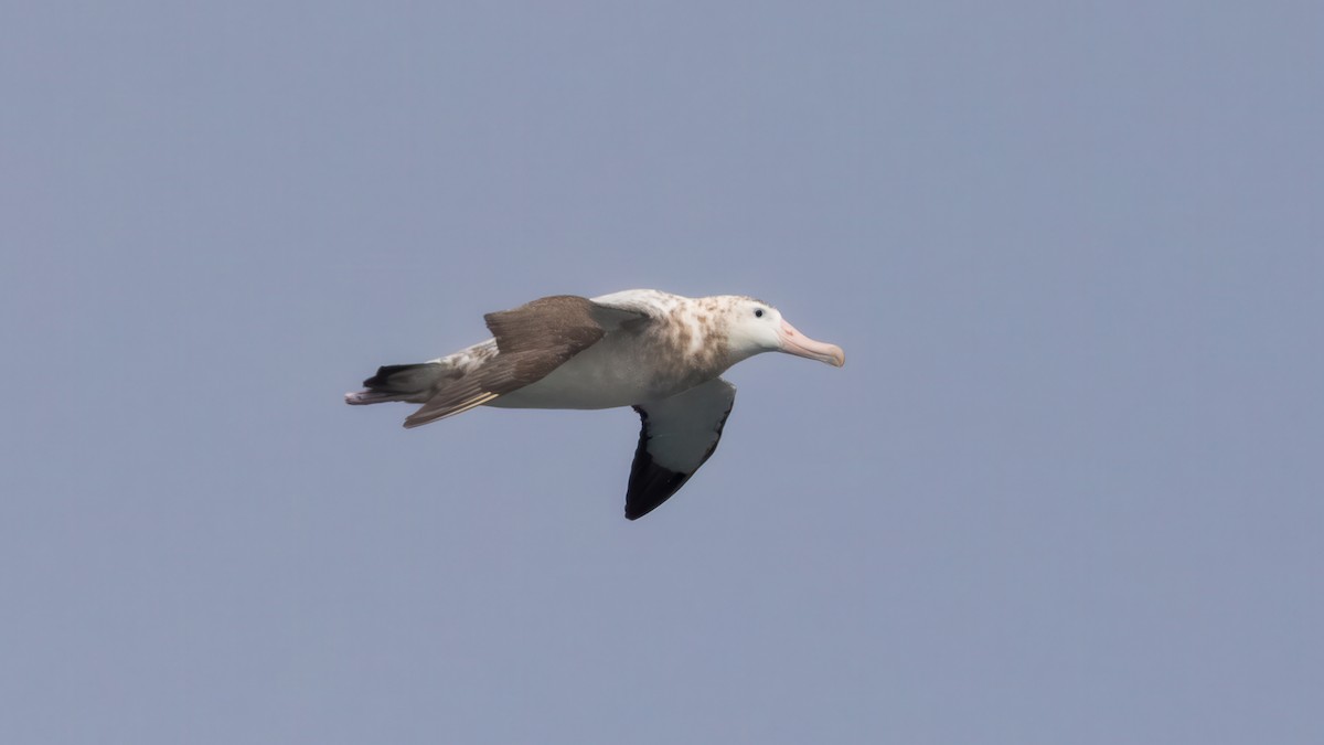 Antipodean Albatross (New Zealand) - ML632642984