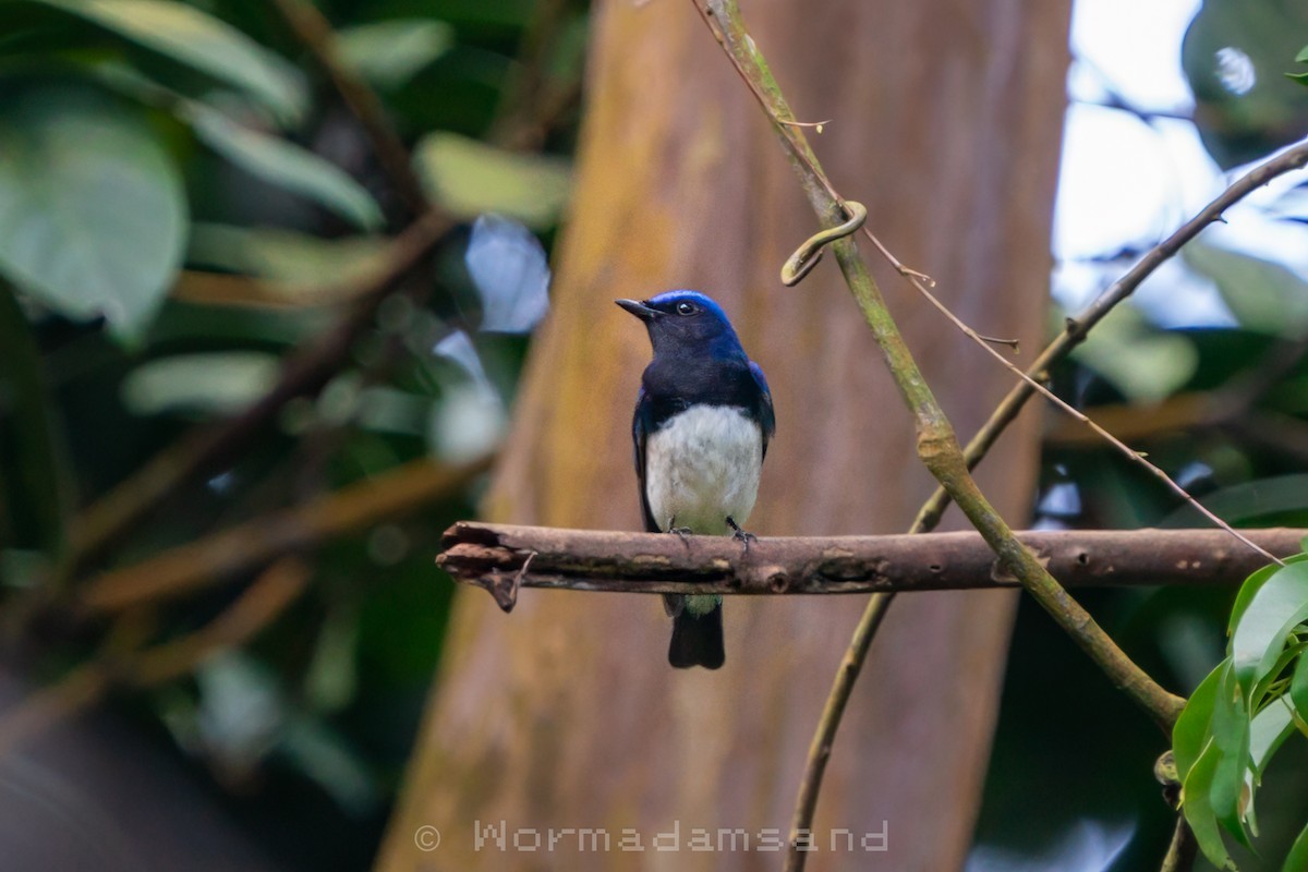 白腹琉璃 - ML632642986