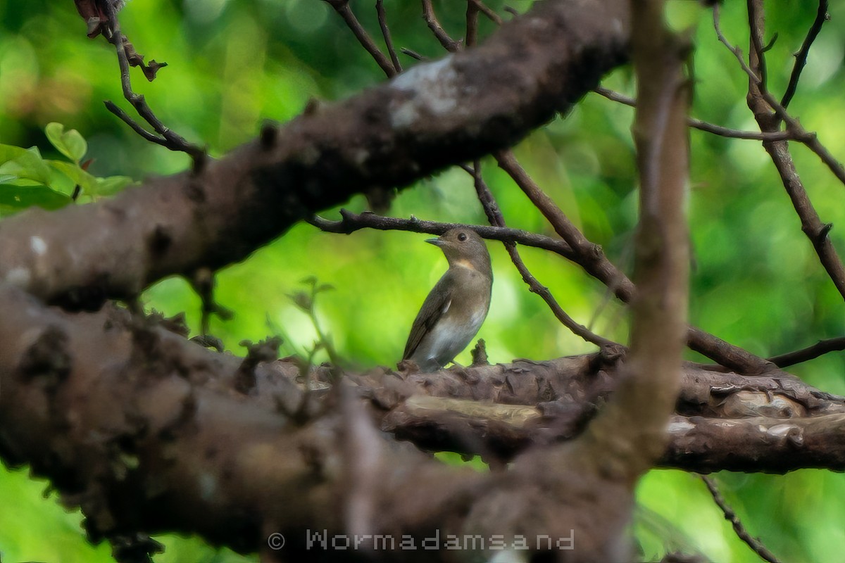 白腹琉璃/琉璃藍鶲 - ML632643055