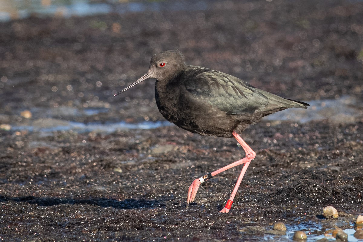 Black Stilt - ML632643166
