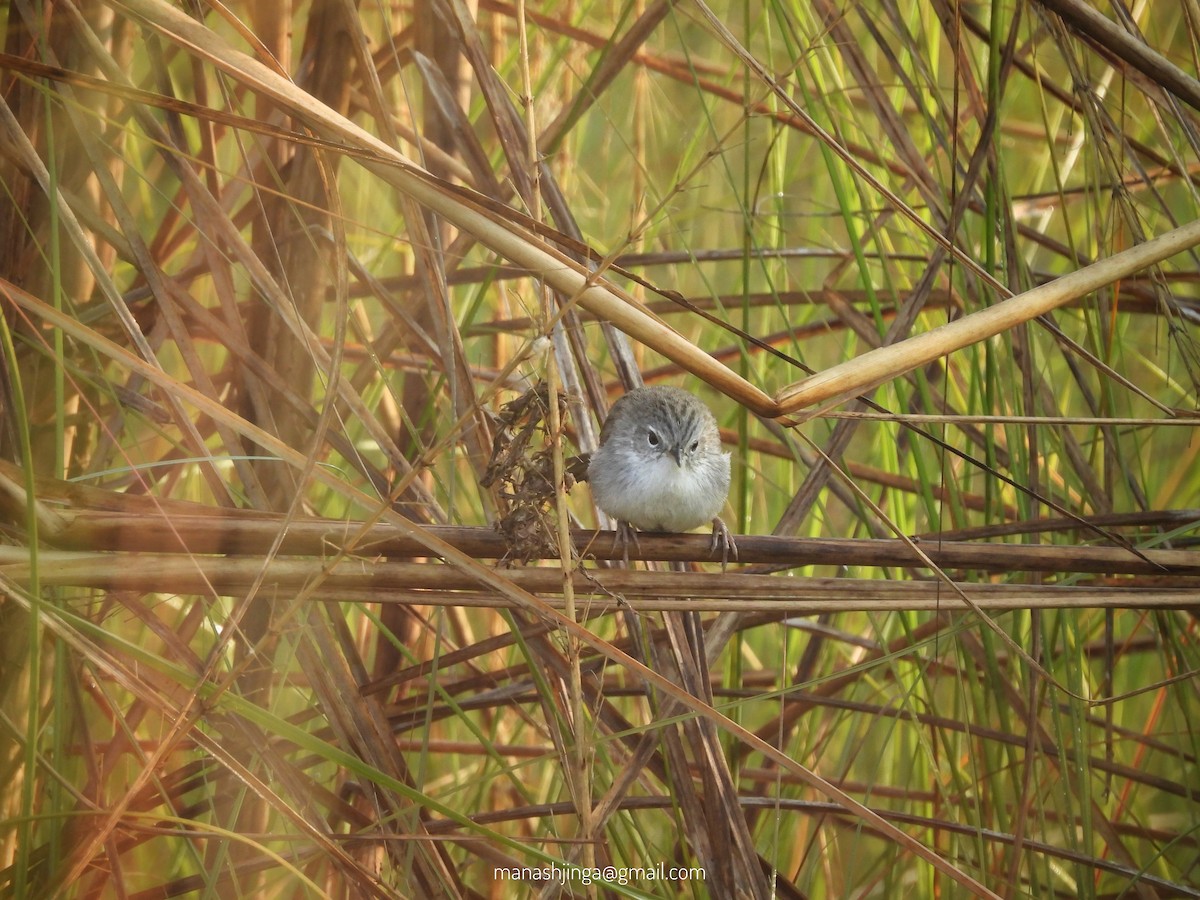 Laticille des marais - ML632643179