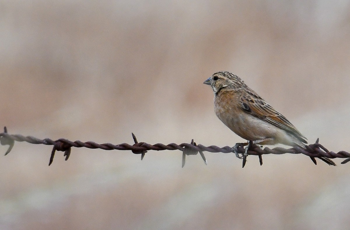 Lark-like Bunting - ML632643297