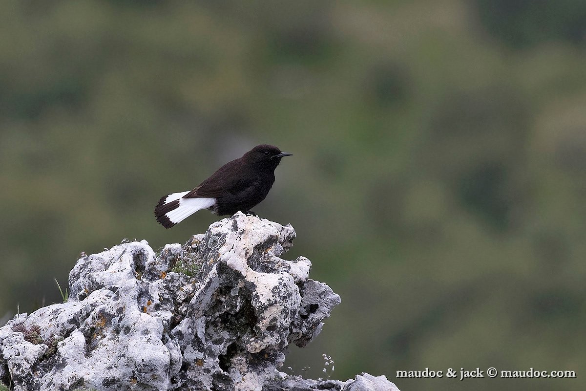 Black Wheatear - ML632643451