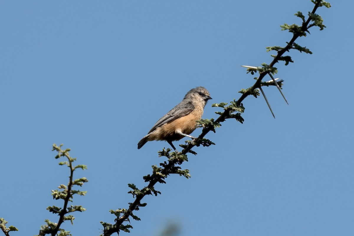 African Penduline-Tit - ML632643763