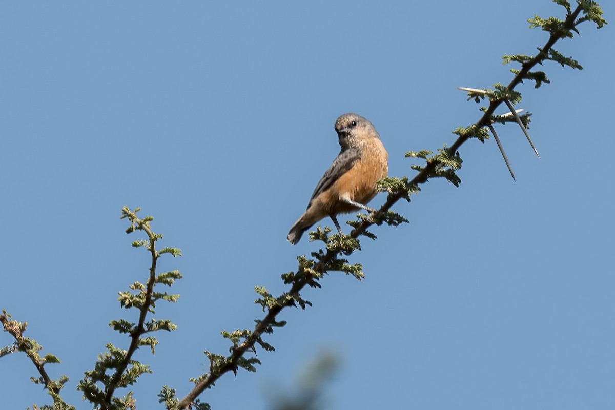 African Penduline-Tit - ML632643765