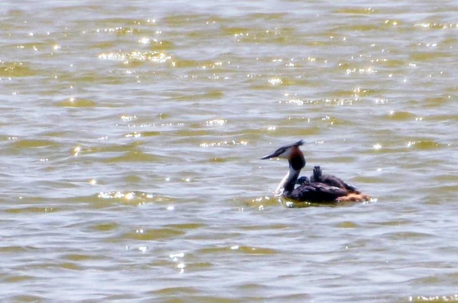 Great Crested Grebe - ML632643859