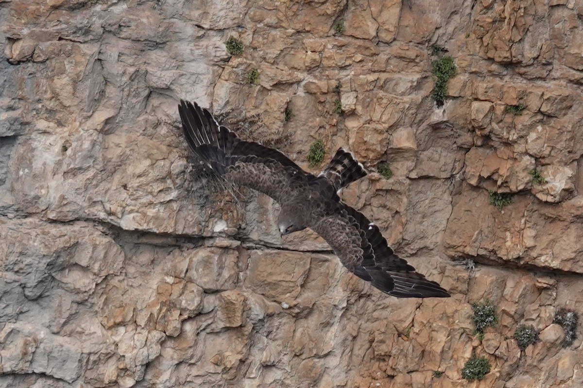 Short-toed Snake-Eagle - ML632643863