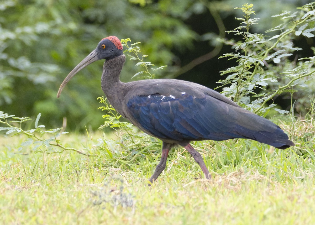 Red-naped Ibis - ML632643864