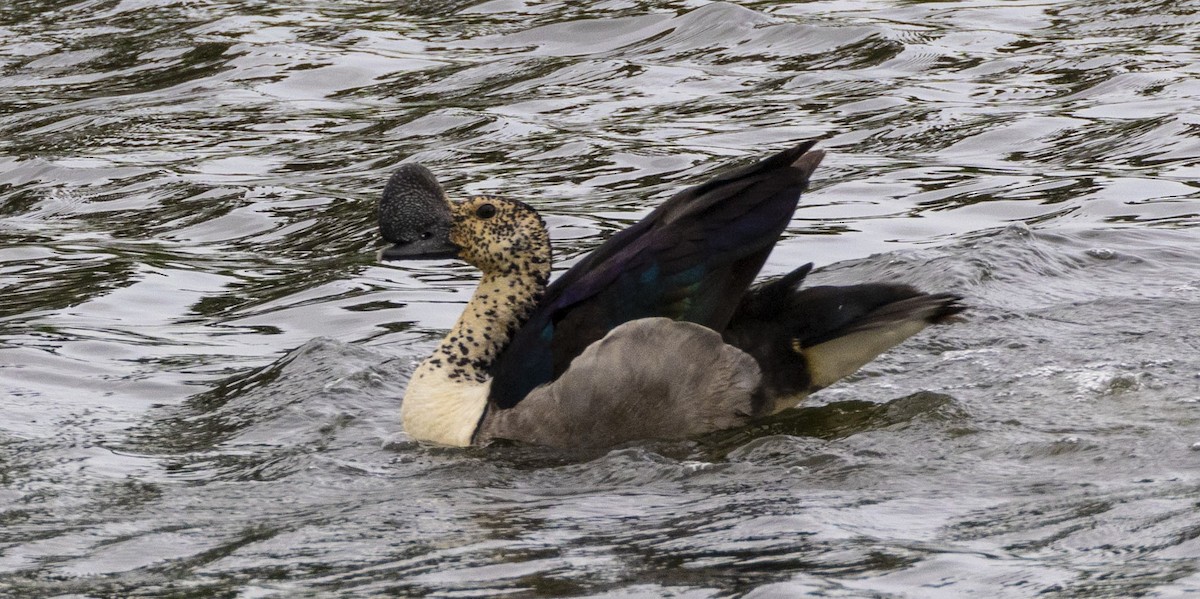 Knob-billed Duck - ML632643868