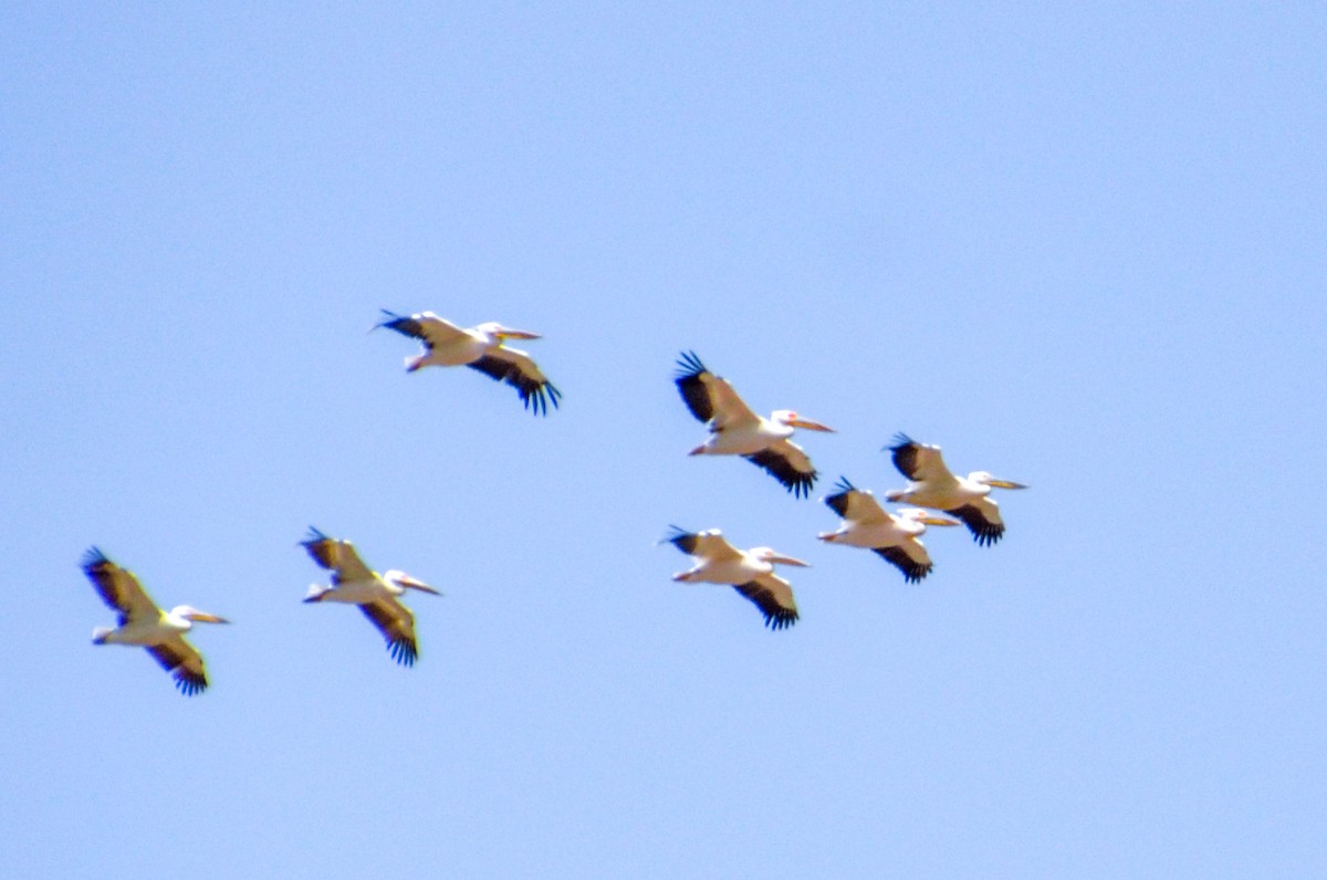 Great White Pelican - ML632643873