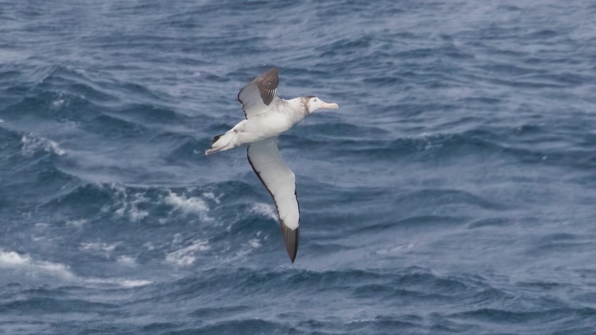 Antipodean Albatross (New Zealand) - ML632643924