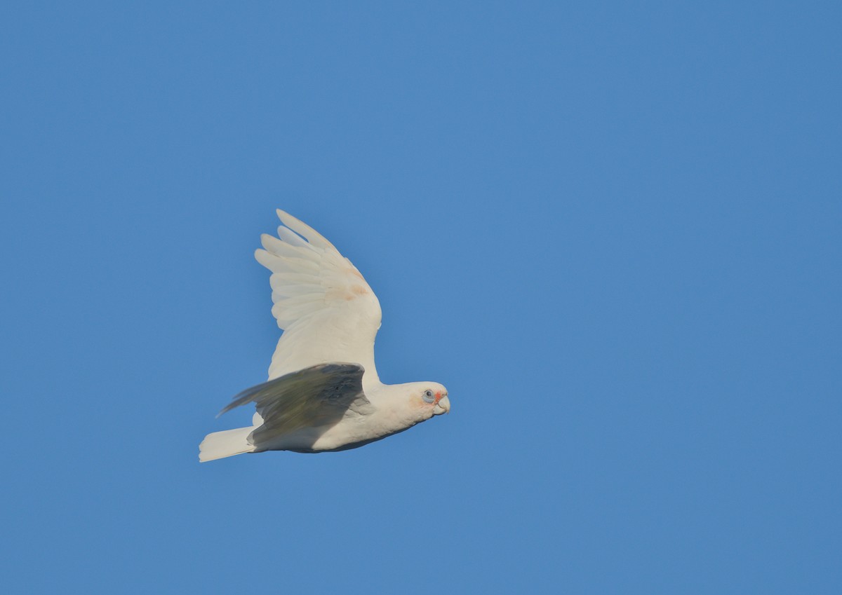 Little Corella - ML632644049