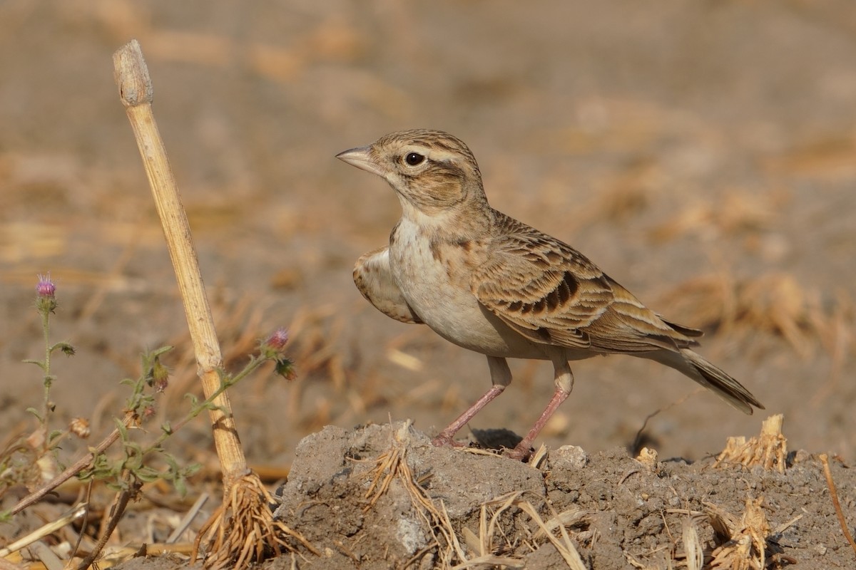 skřivánek krátkoprstý - ML632644170