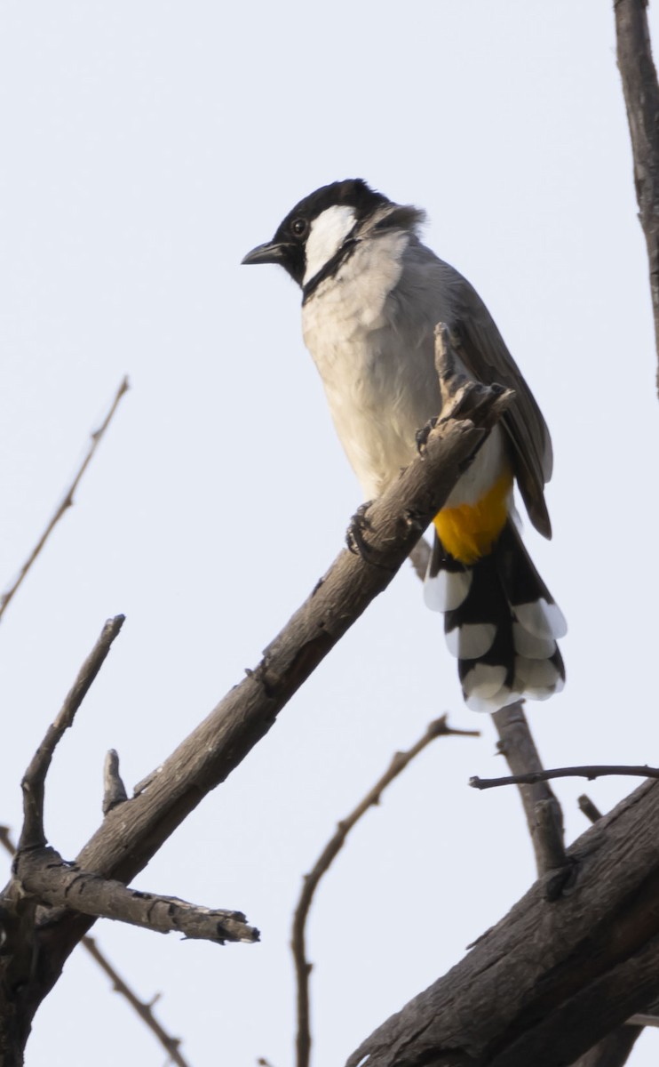 bulbul bělouchý - ML632644172