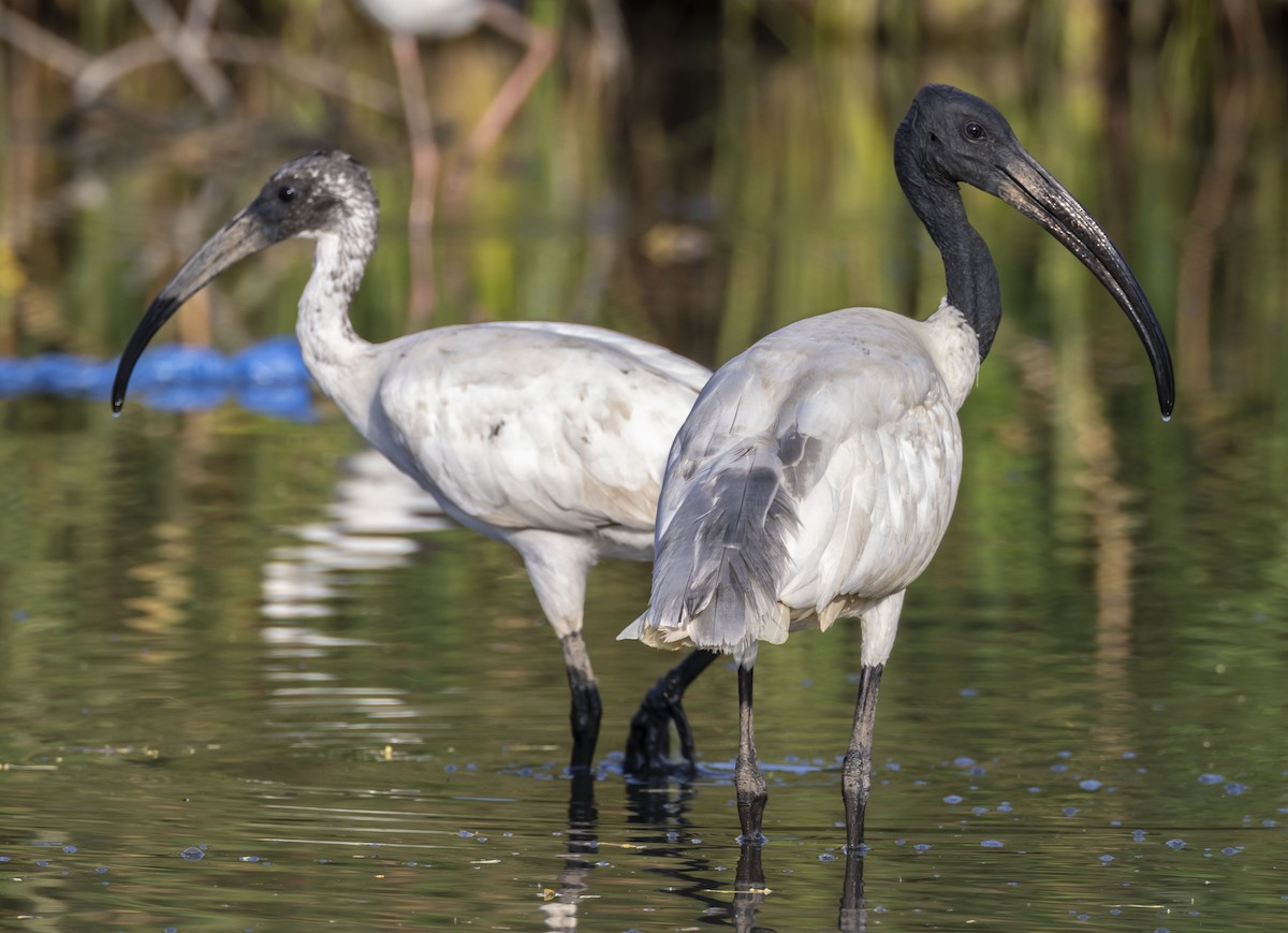 ibis černohlavý - ML632644175