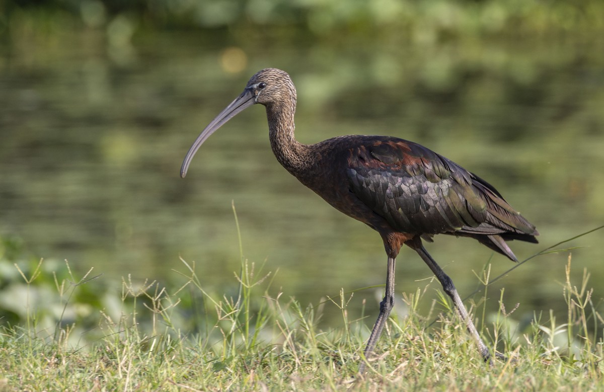 ibis hnědý - ML632644189