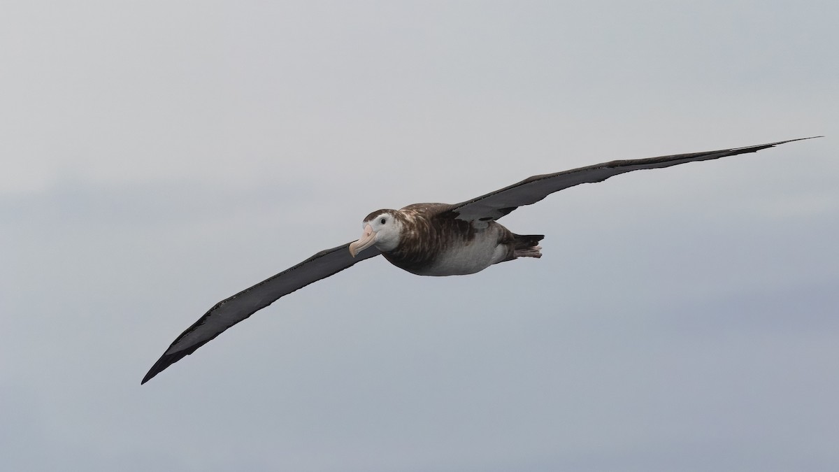Antipodean Albatross (New Zealand) - ML632644206