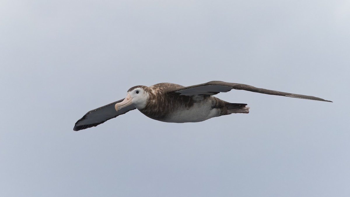 Antipodean Albatross (New Zealand) - ML632644236